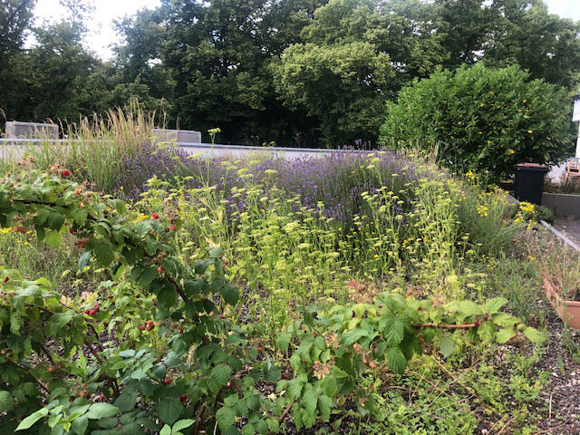 Demenz-WG VingstVeedel: Sinnesgarten